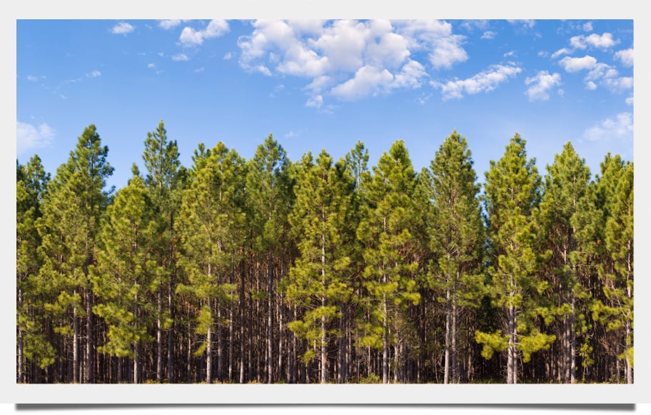A dense pine forest sits under a mostly blue sky.