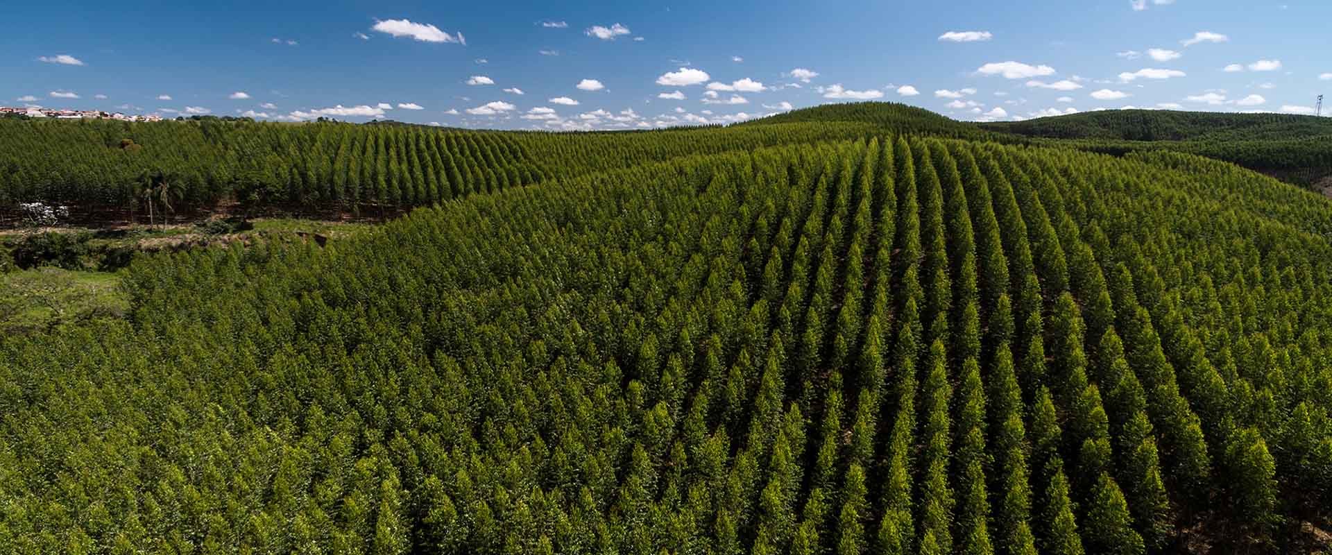Rows of trees in a tree farm.