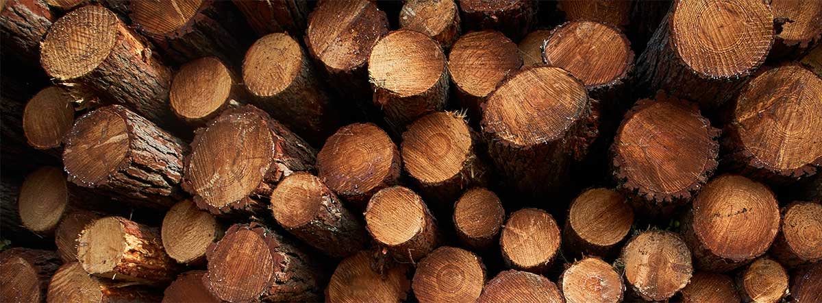 Fresh cut lumber.