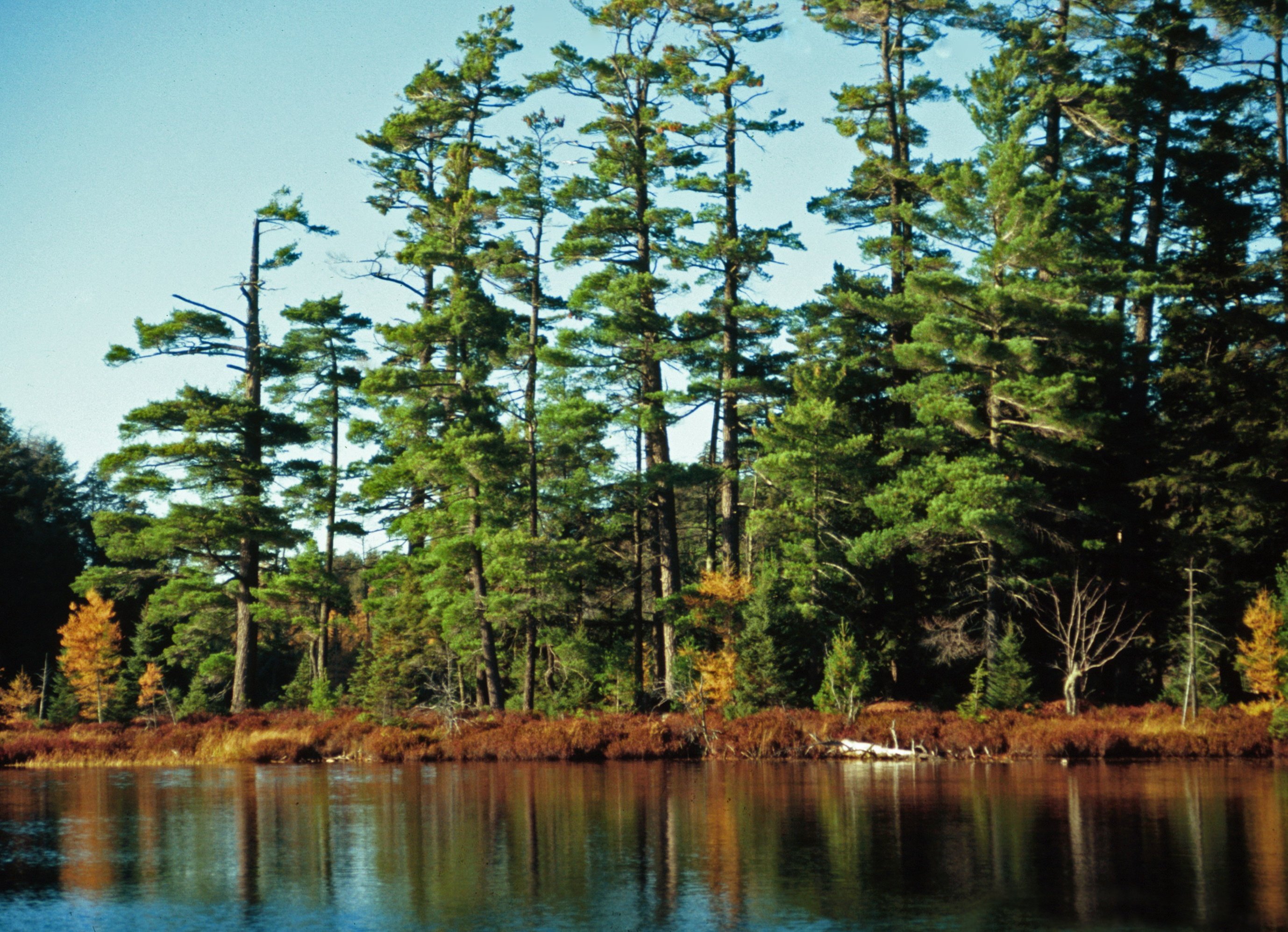 3 Reasons Forests are Invaluable to Both Humanity and the Environment